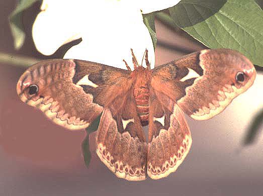 Photo of Female Tulip Tree Moth