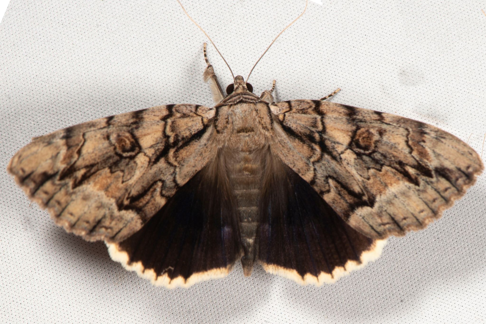 C luctuosa wings open