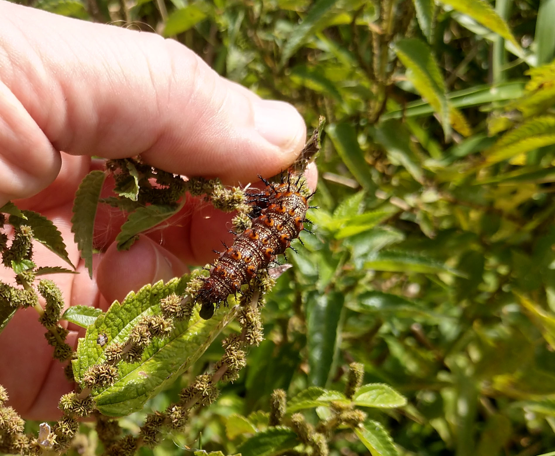 V atalanta larva