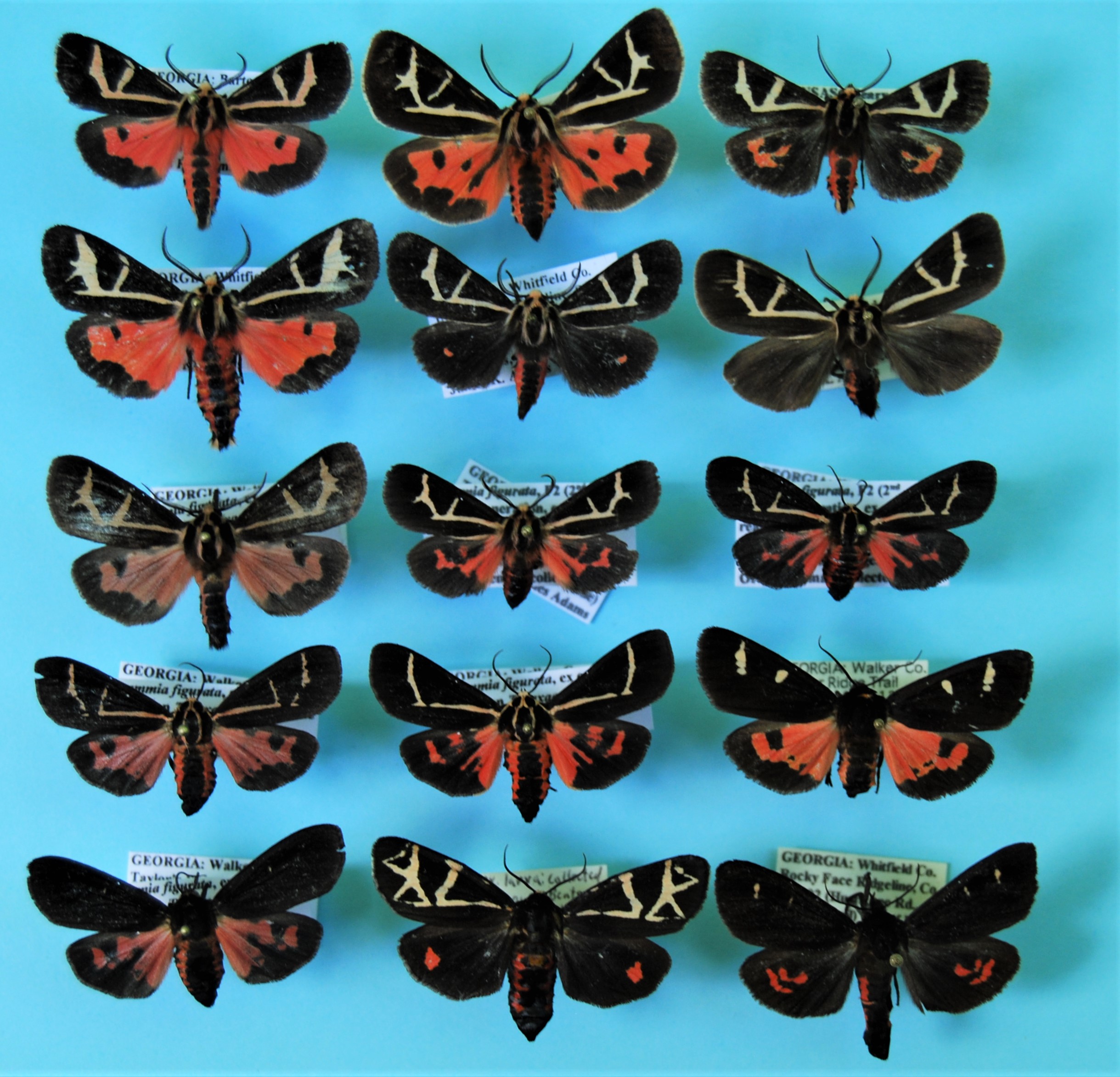 variation in A. figurata
